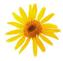 arnica em Levicose para varizes