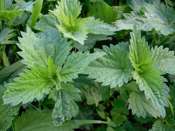 Urtiga para preparar uma decocção medicinal para varizes