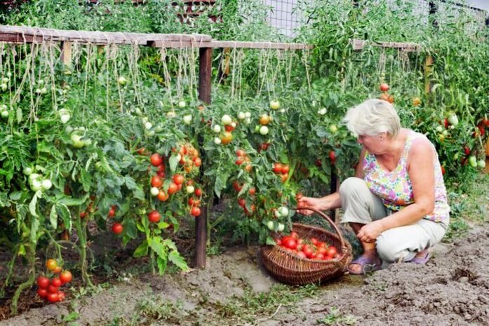 tomates de jardim para varizes